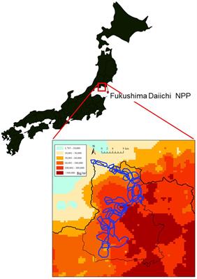 Influence of radiation exposure to delayed fetal growth in wild Japanese monkeys after the Fukushima accident